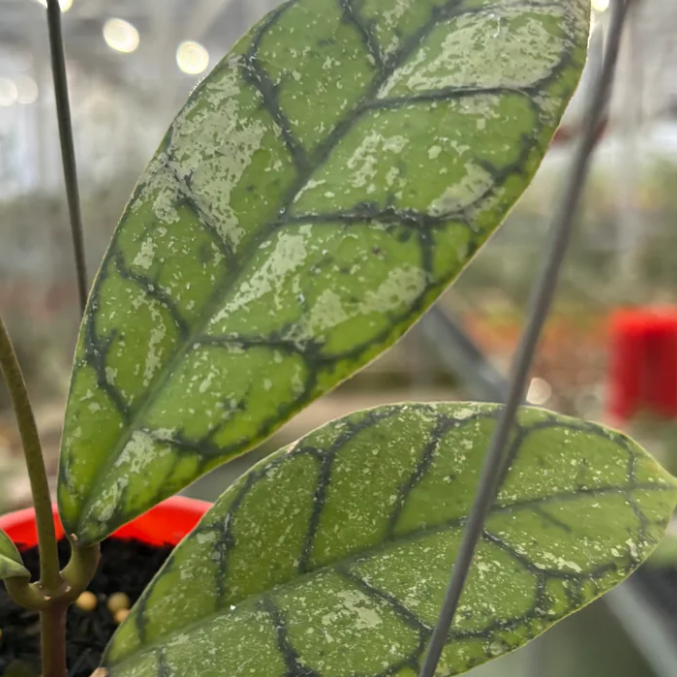 Hoya Calistophylla Splash