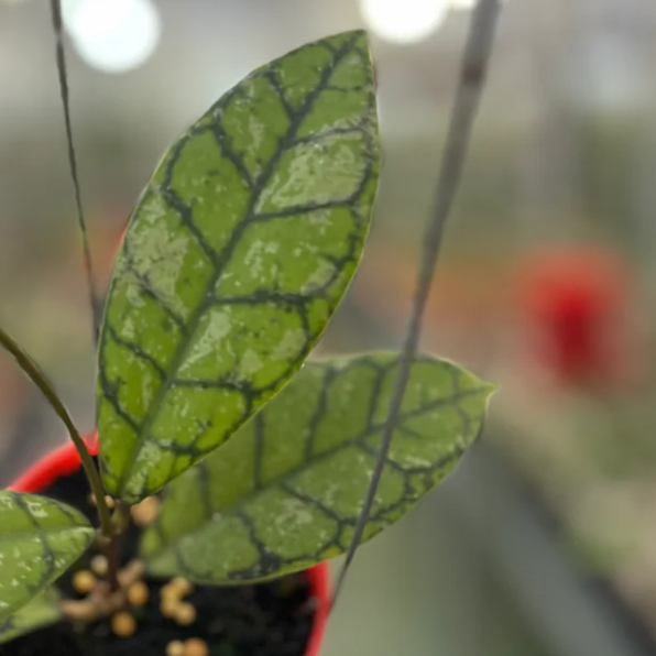 Hoya Calistophylla Splash
