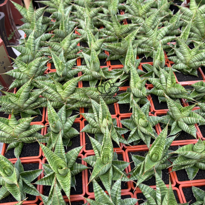 Sansevieria aurora