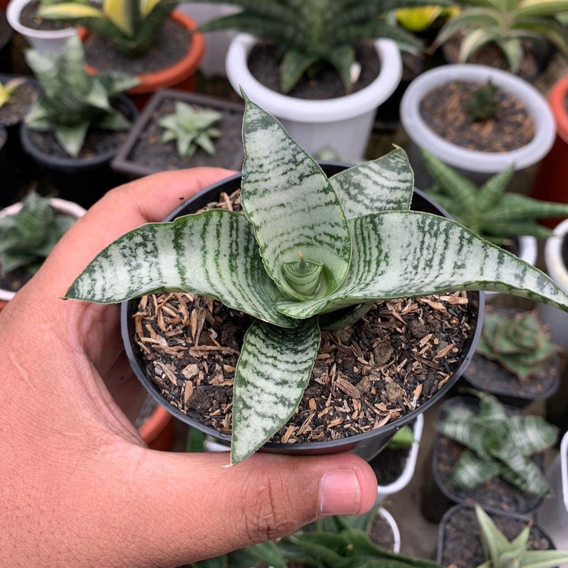 susie snake plant sansevieria suzy – Succulentasia
