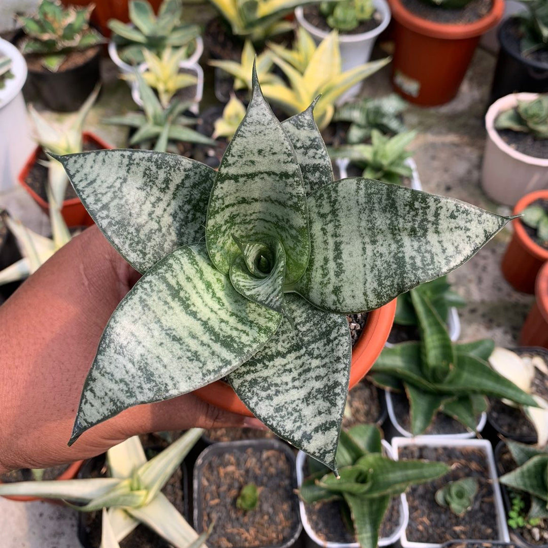 sansevieria tiger star Sansevieria mayang – Succulentasia