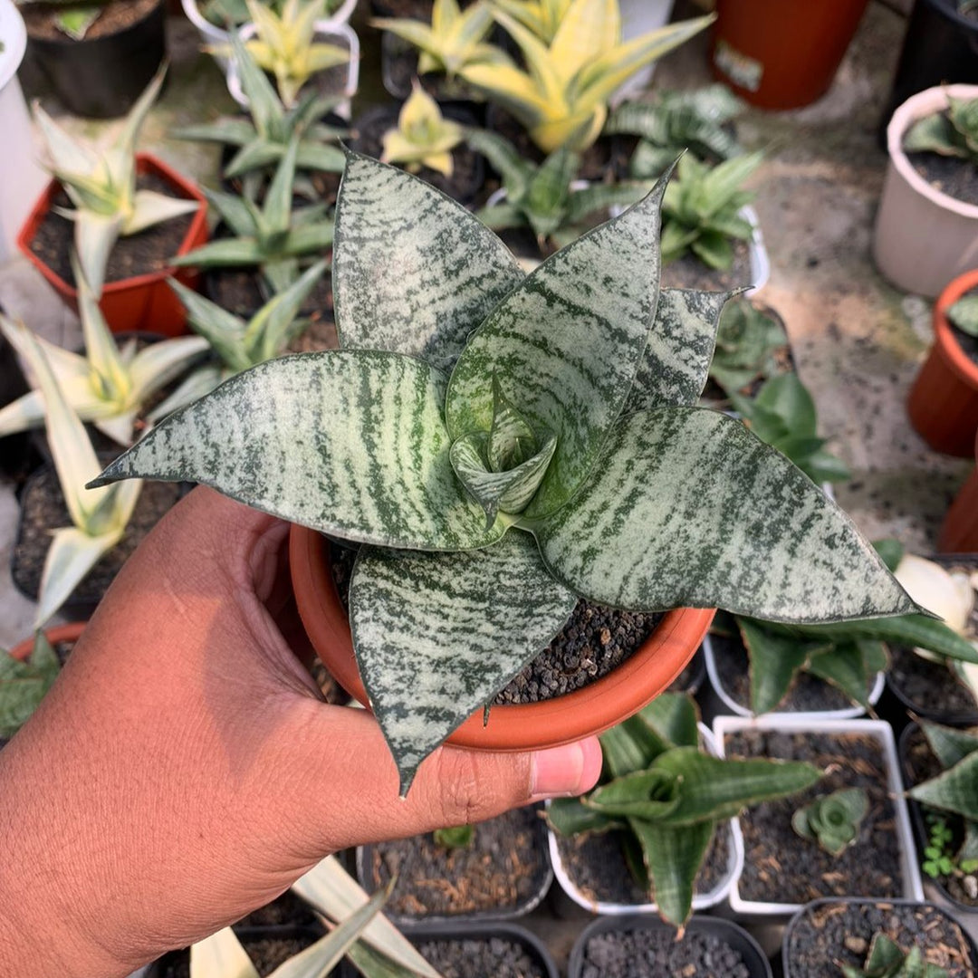 Sansevieria mayang