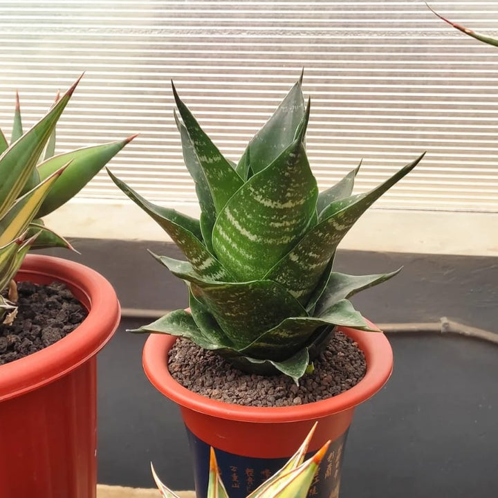 Sansevieria Adikara