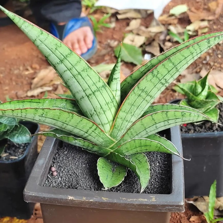 Sansevieria Anjani Blue Ice