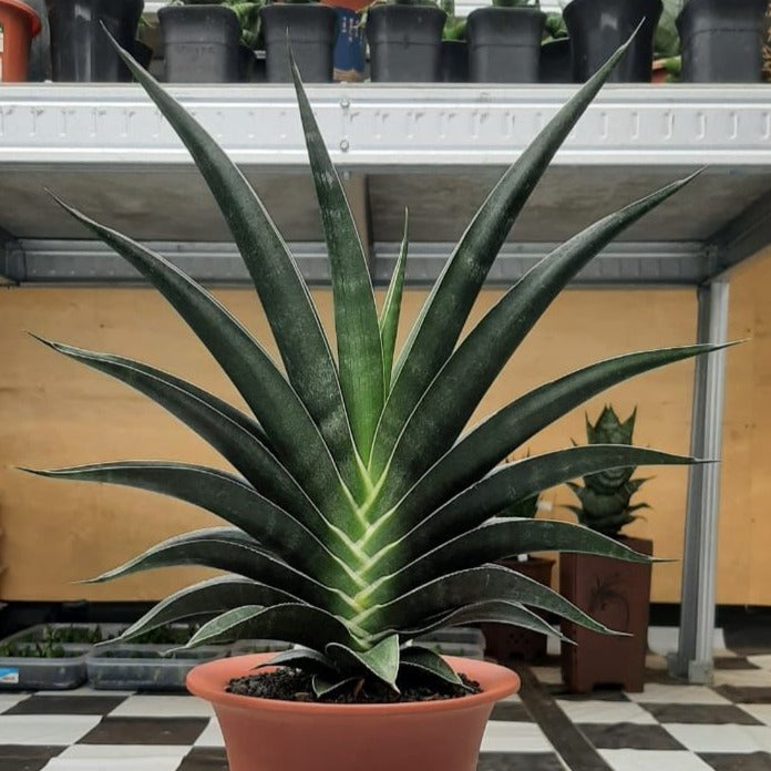 Sansevieria Ken Arok