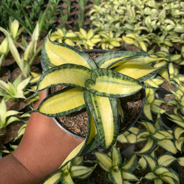 Sansevieria Golden Wendy Mediopicta