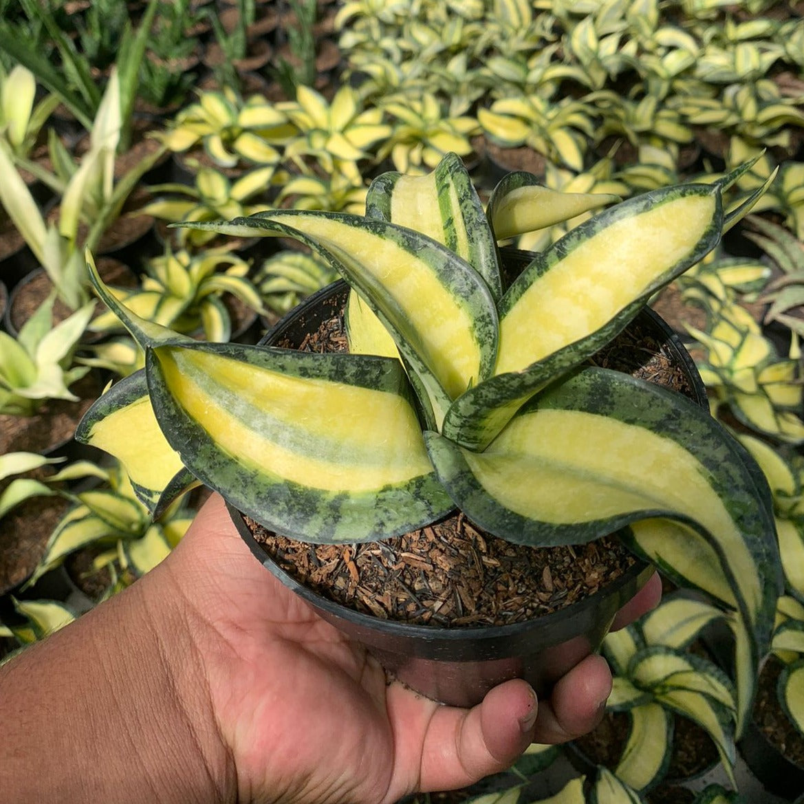sansevieria golden wendy Sansevieria Golden Wendy Mediopicta