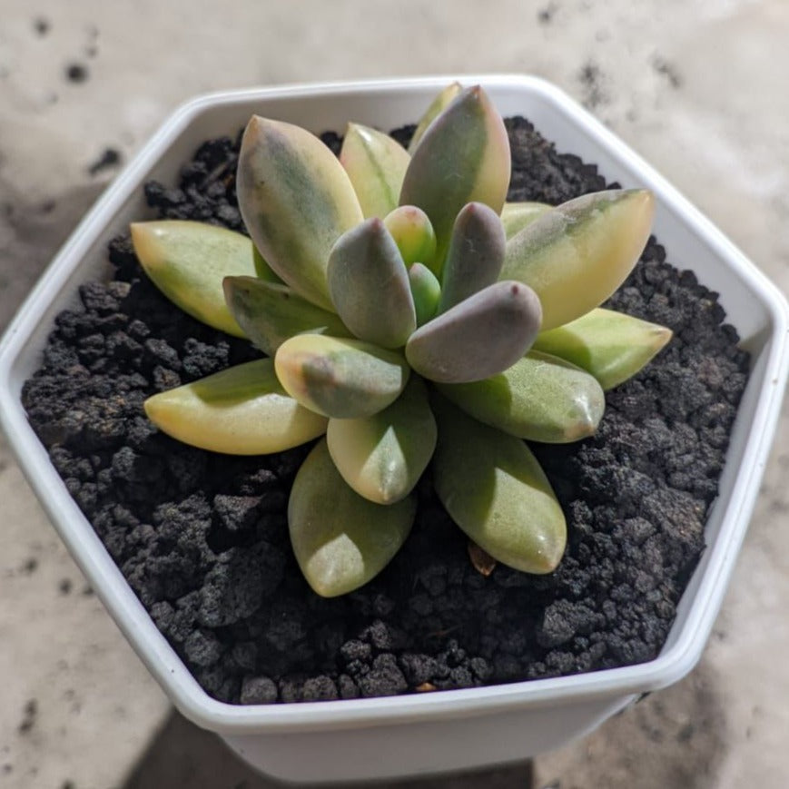 blue mist succulent echeveria blue mist variegated