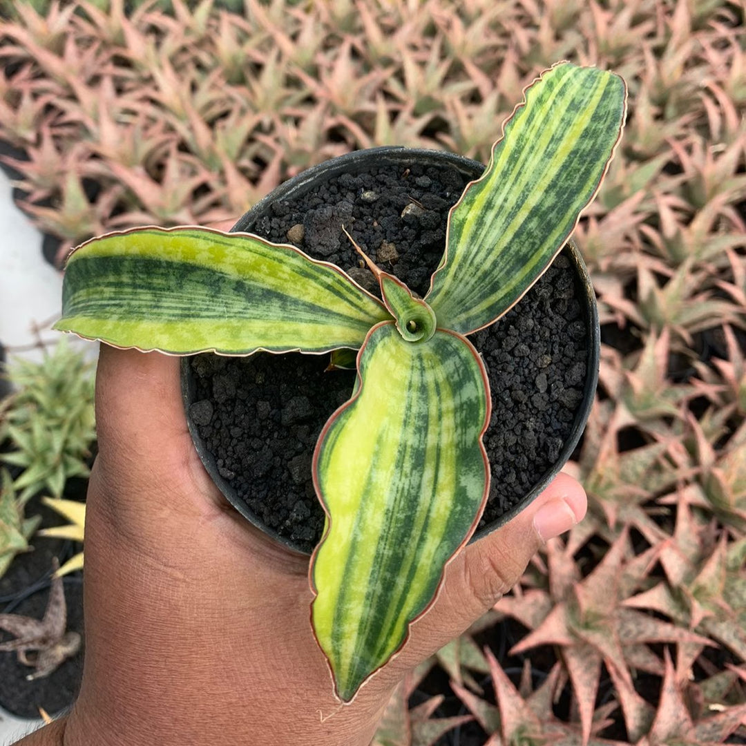 Sansevieria Macropila Variegated