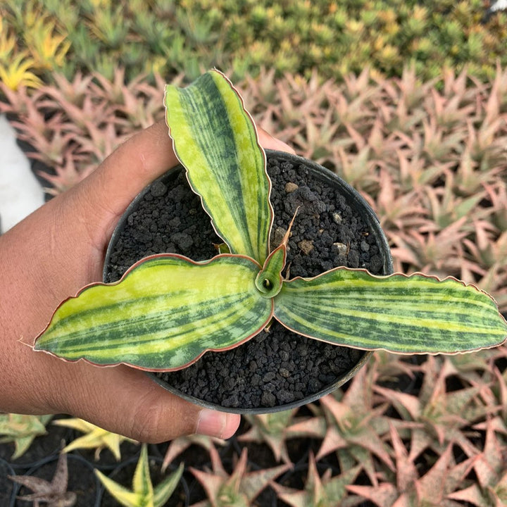 Sansevieria Macropila Variegated