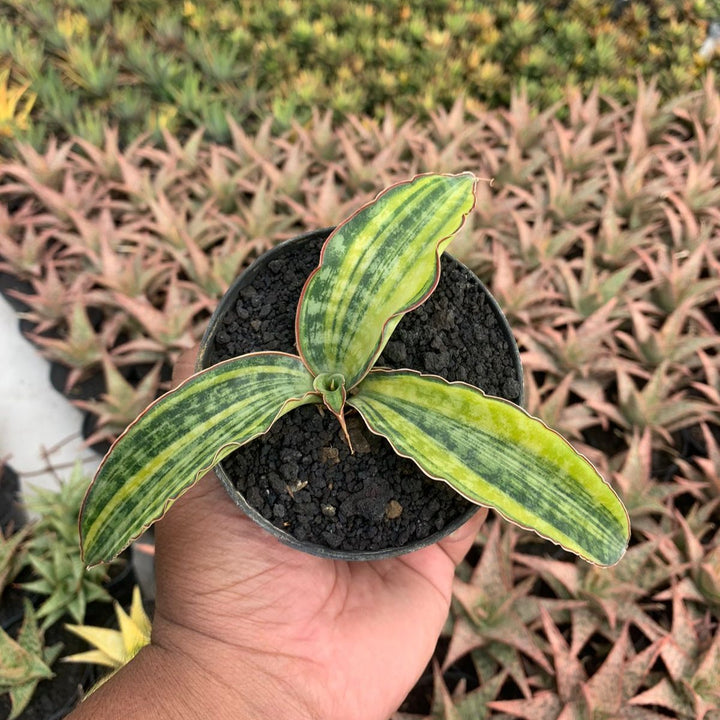 Sansevieria Macropila Variegated