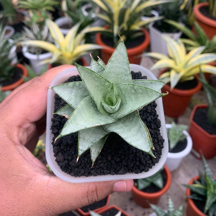 Sansevieria Silver Queen