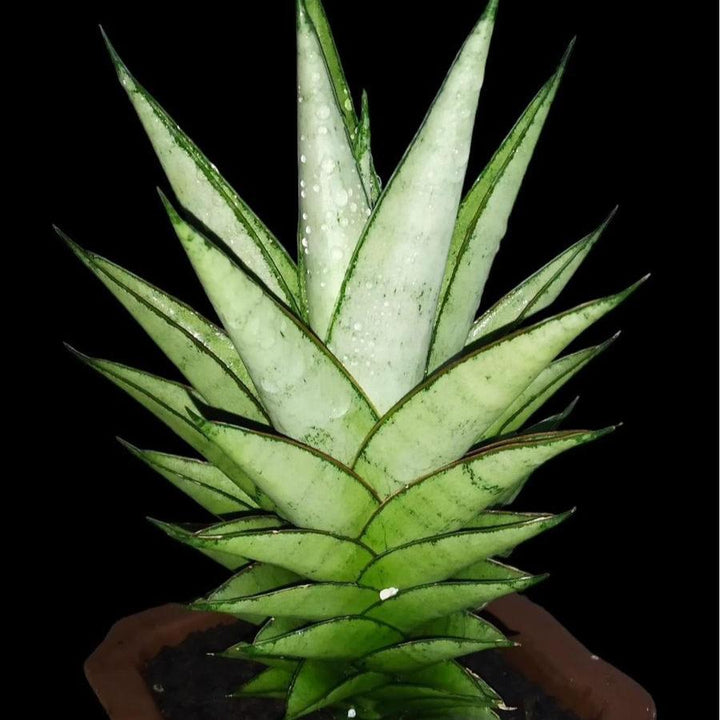 Sansevieria Silver Queen