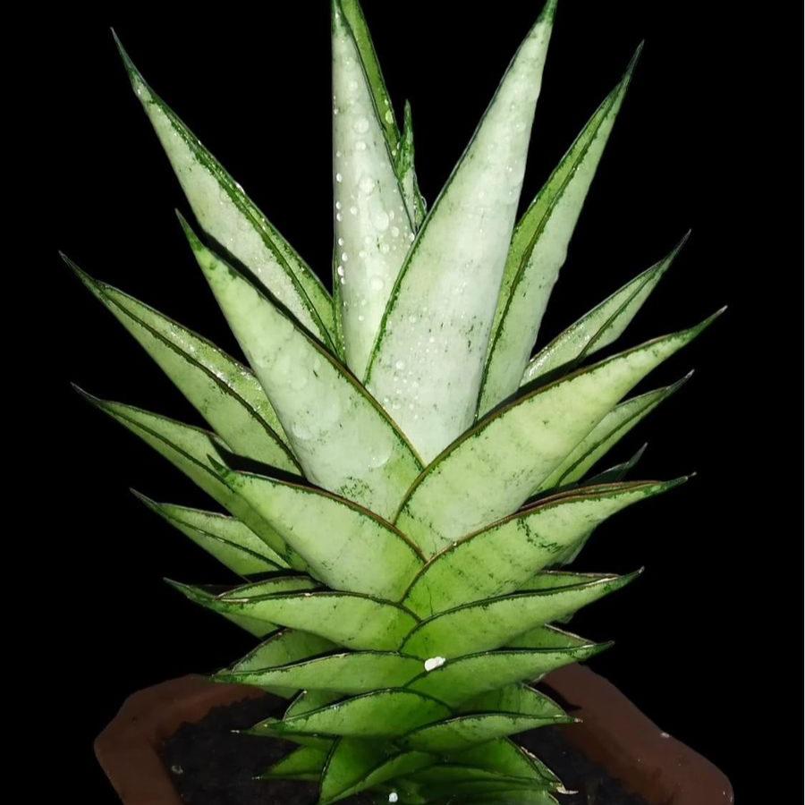 silver queen snake plant varieties Sansevieria Silver Queen