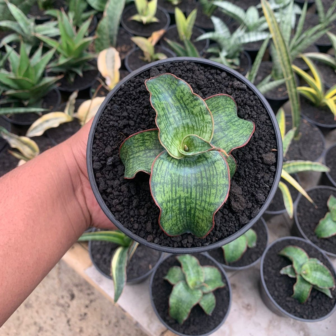 Sansevieria Semanggi