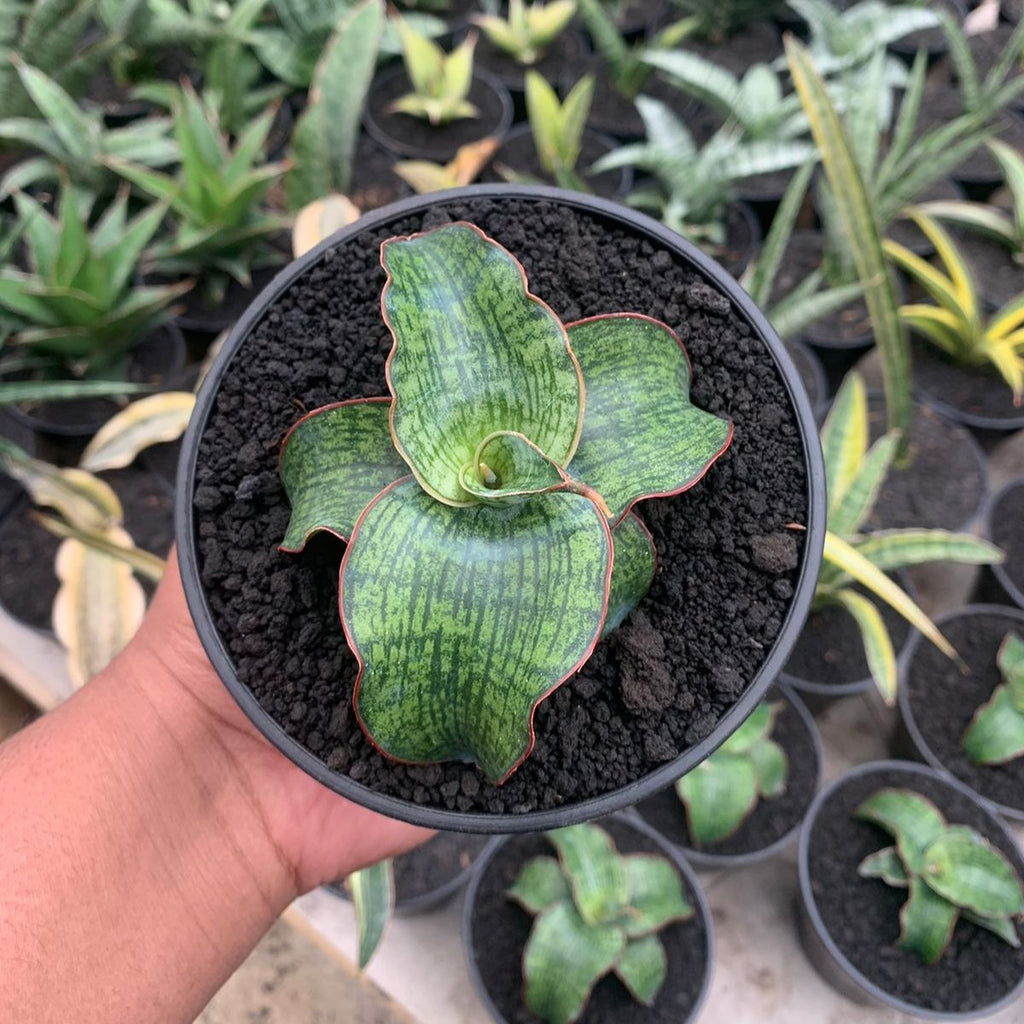 sansevieria bruges Sansevieria Semanggi