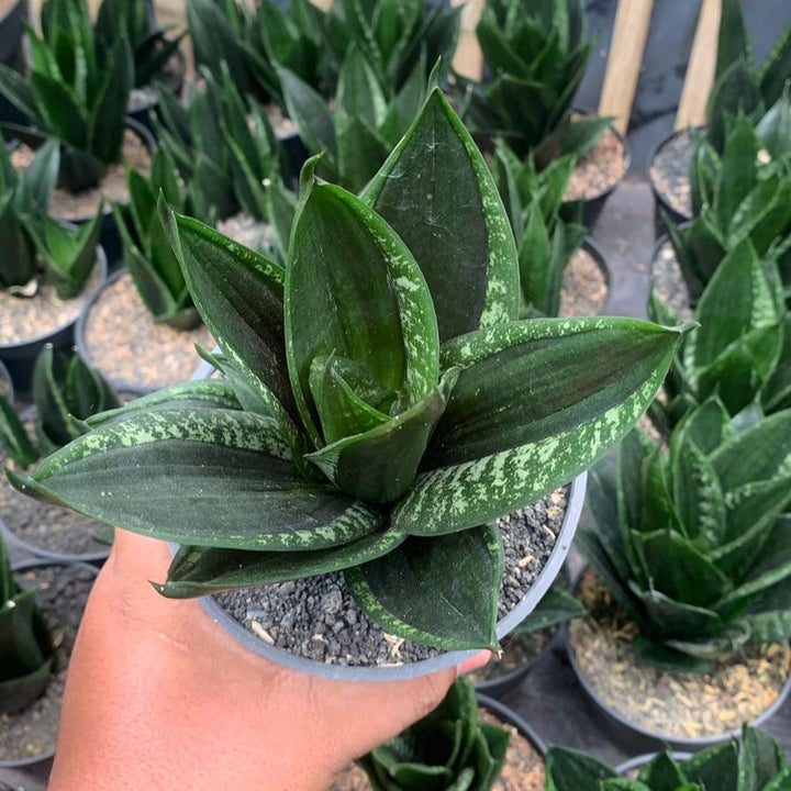 Sansevieria Lopspride