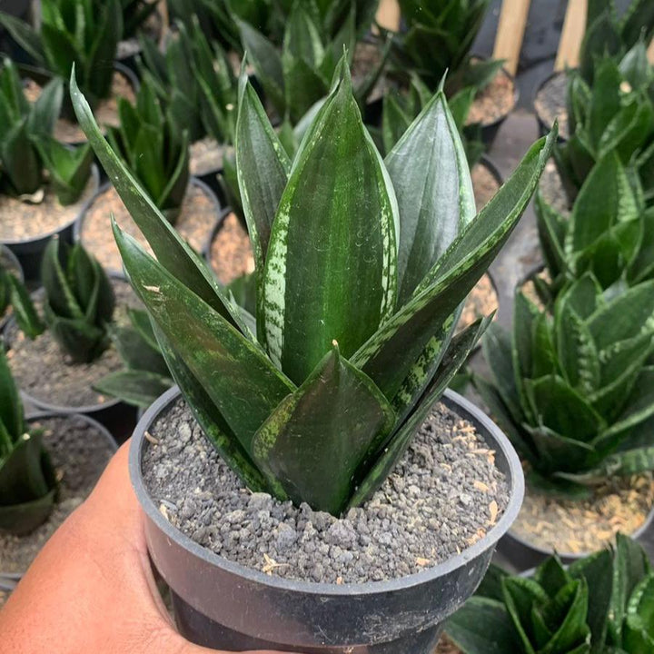 Sansevieria Lopspride