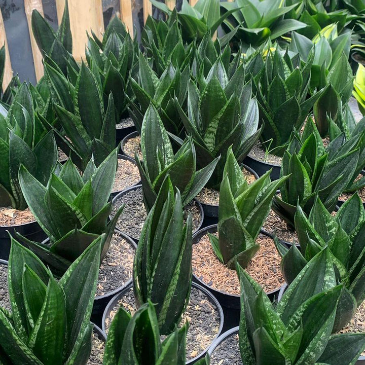 Sansevieria Lopspride