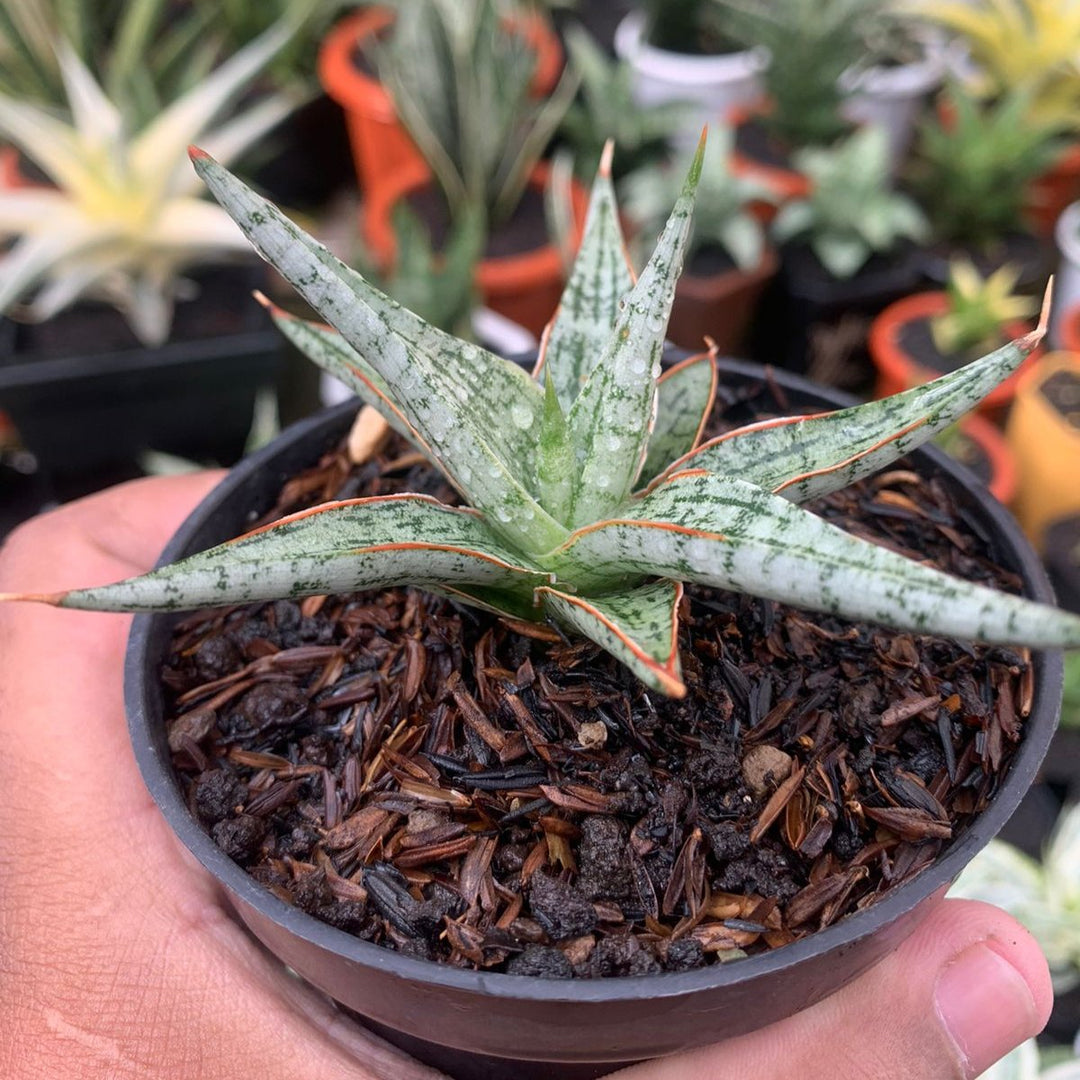 Sansevieria Mandalika