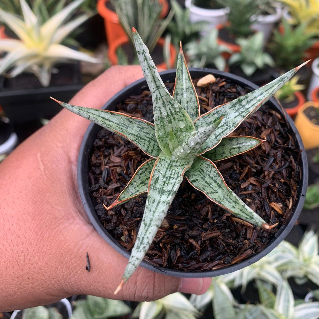 Sansevieria Mandalika