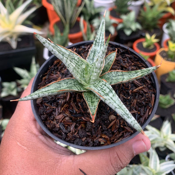 Sansevieria Mandalika
