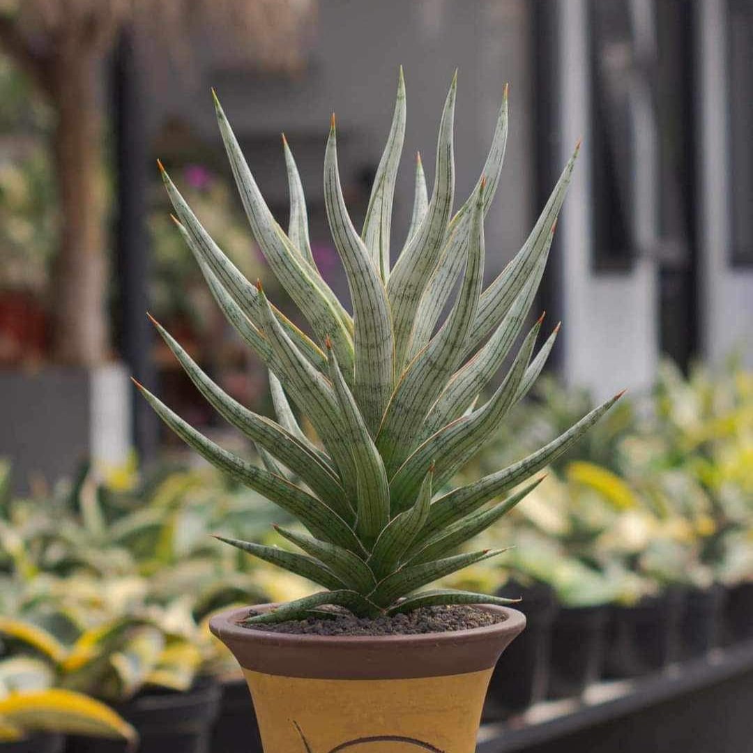 Sansevieria Mandalika