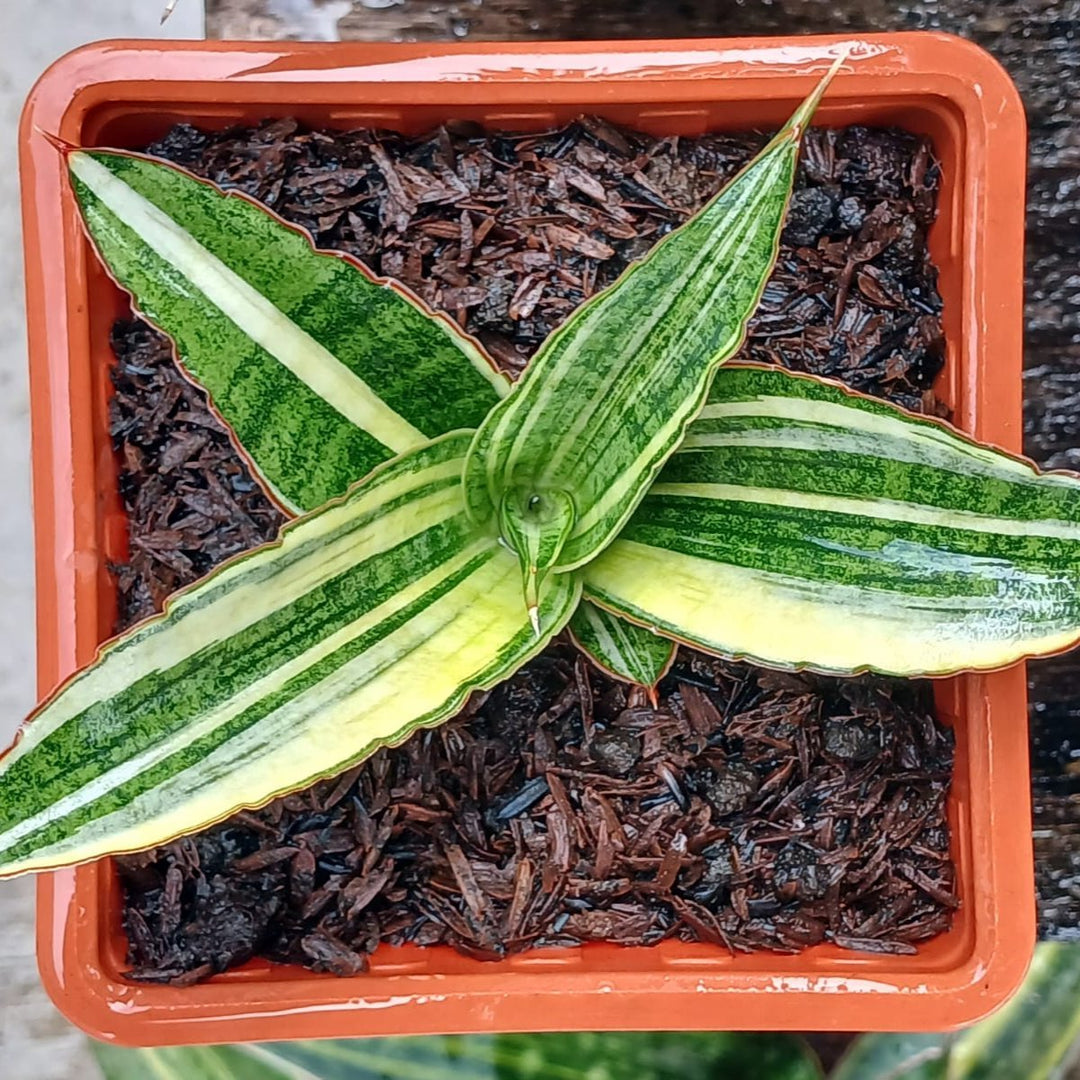 sansevieria macrophylla Sansevieria Marshanda Variegated – Succulentasia