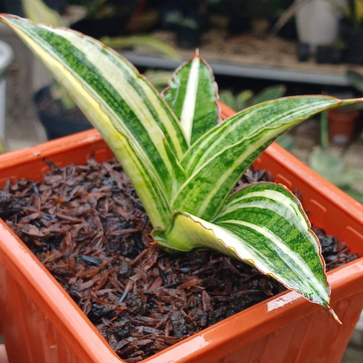 Sansevieria Marshanda Variegated