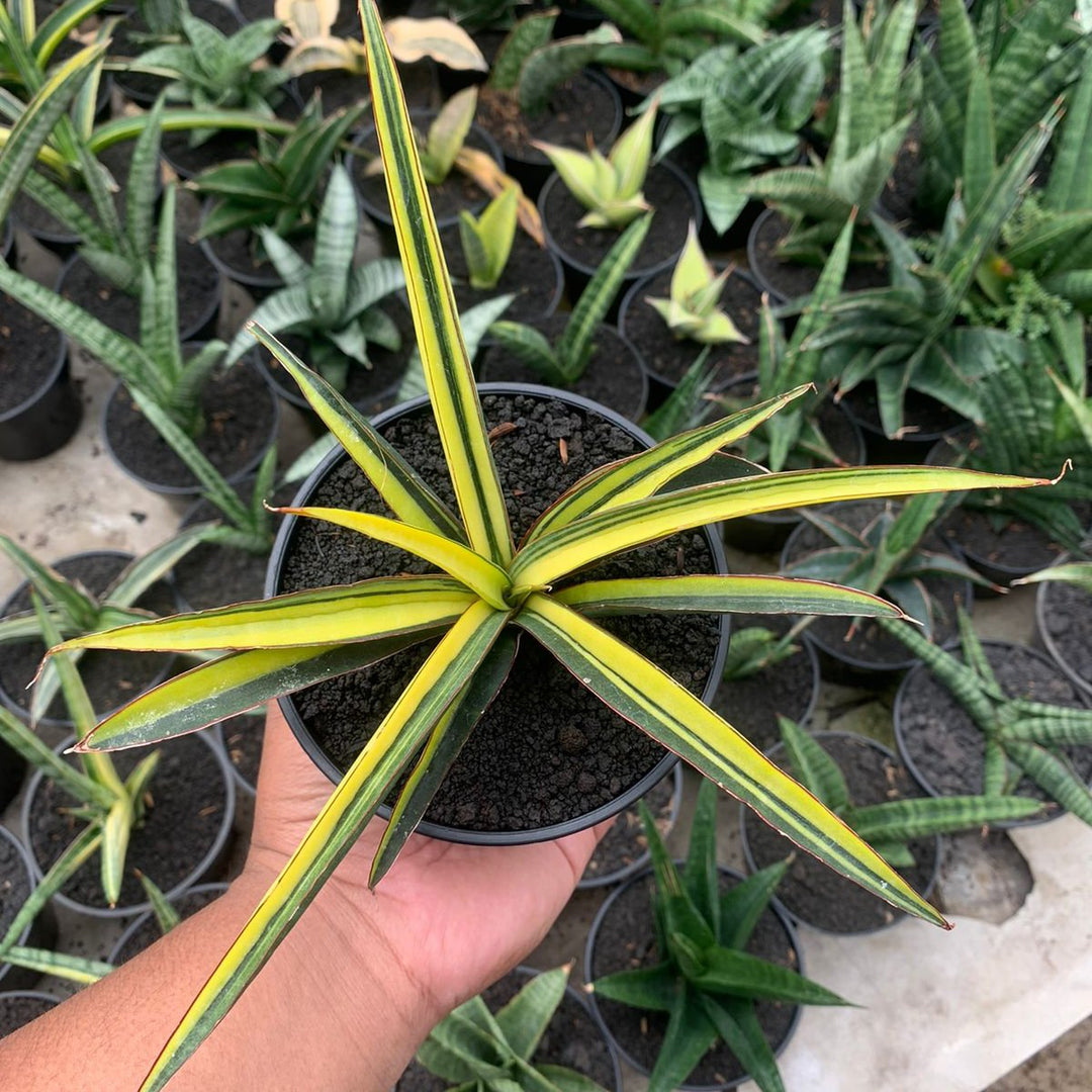Sansevieria Ftiopica Blue Variegated