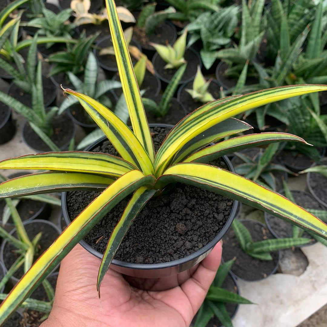 Sansevieria Ftiopica Blue Variegated