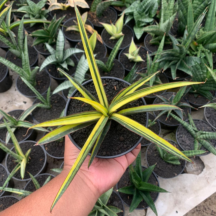 Sansevieria Ftiopica Blue Variegated