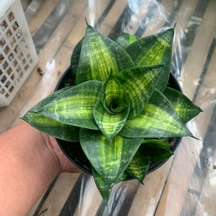 Sansevieria Racingline Variegated
