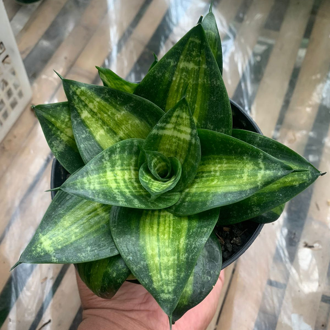Sansevieria Racingline Variegated