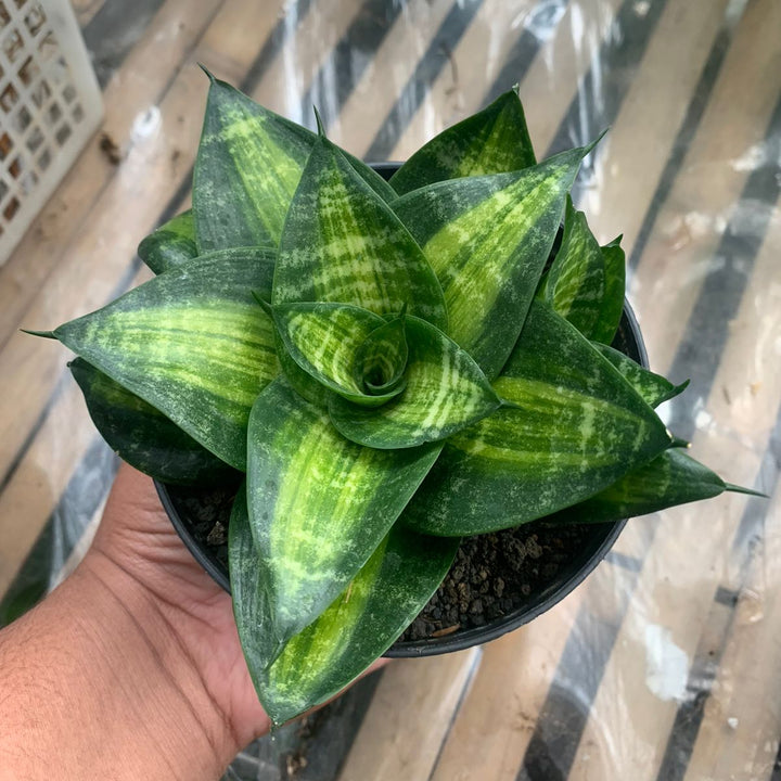 Sansevieria Racingline Variegated