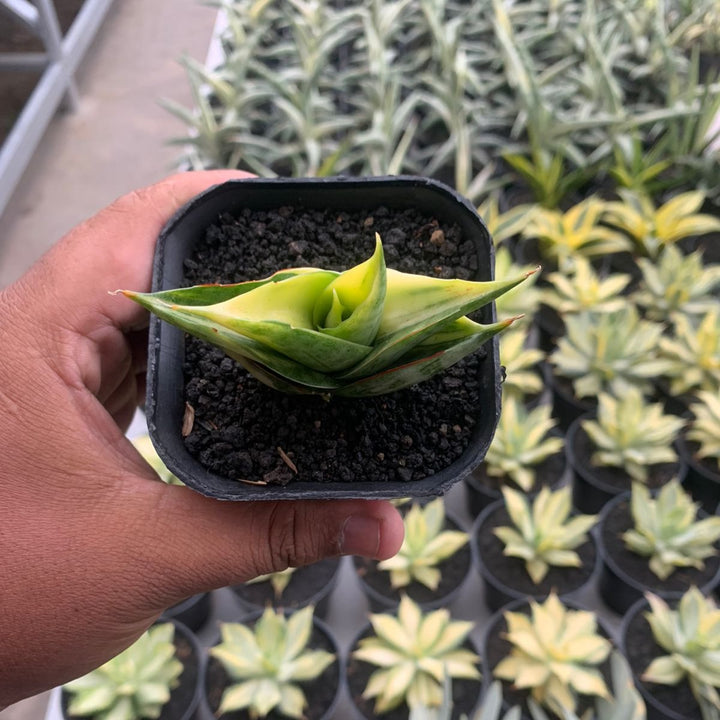 Sansevieria  Viena Variegated