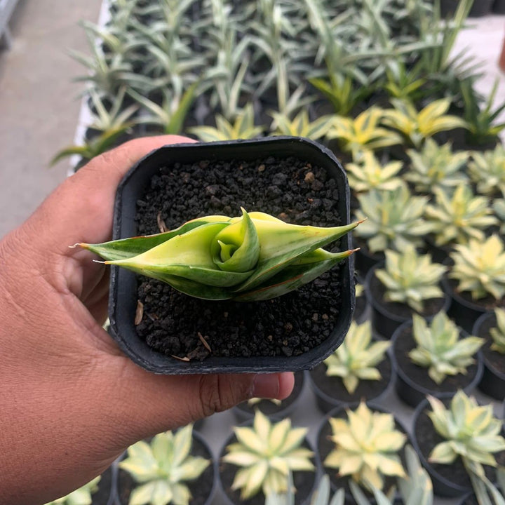 Sansevieria  Viena Variegated