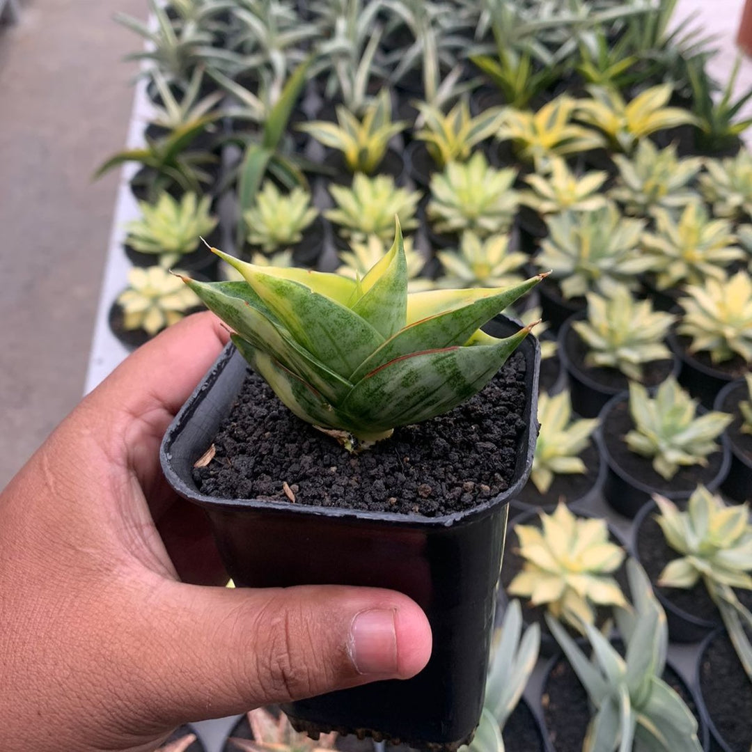 Sansevieria  Viena Variegated