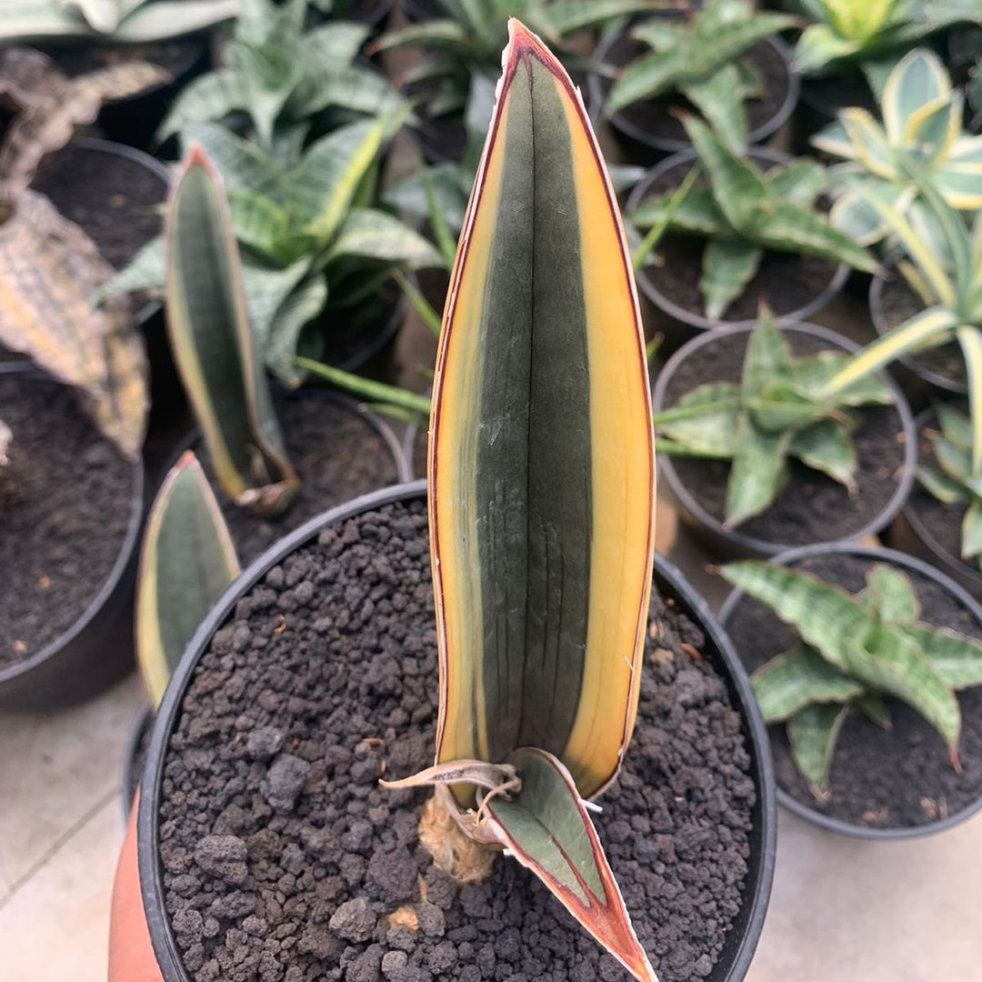 snake plant with pink leaves Sansevieria Pink Bat Variegated – Succulentasia