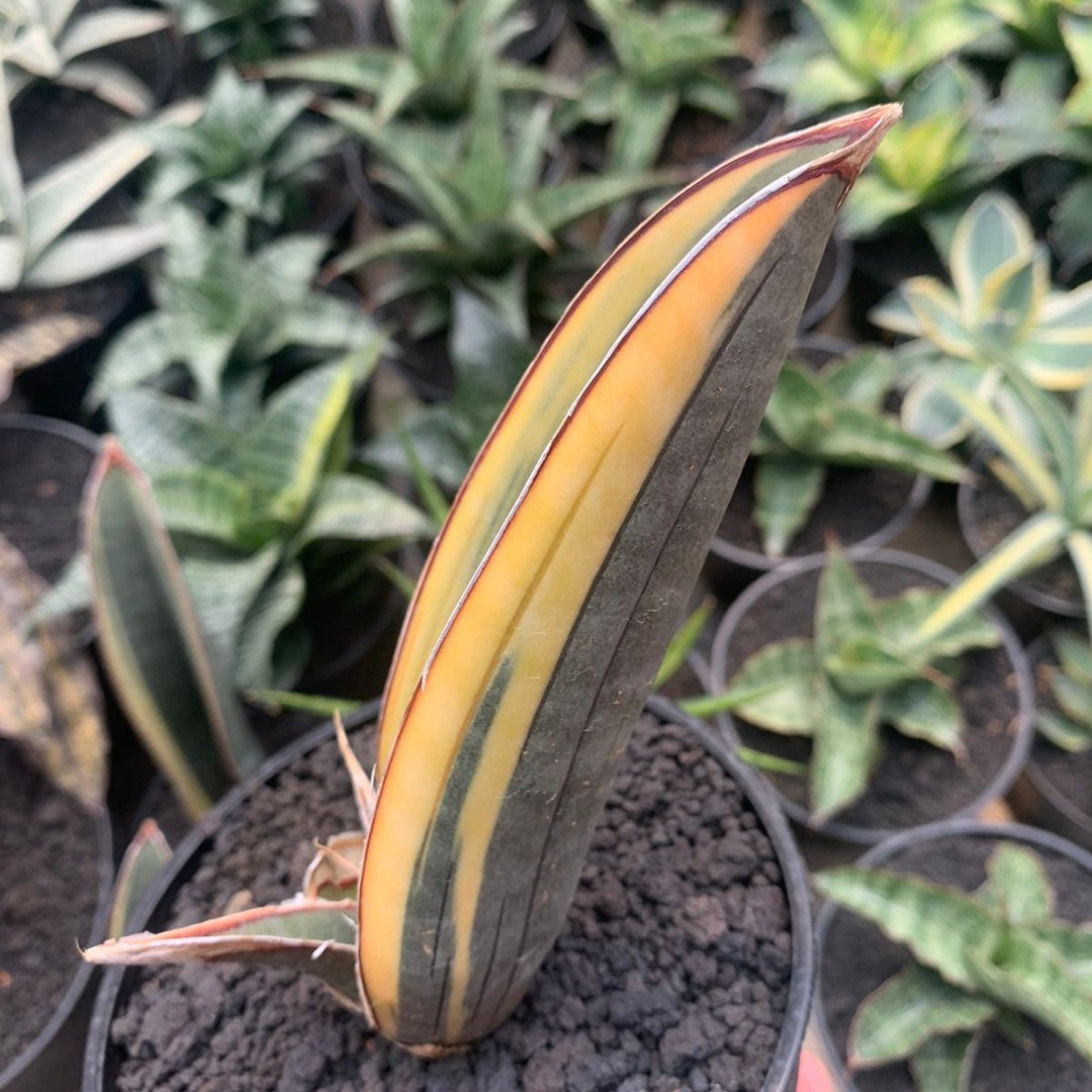 snake plant with pink leaves Sansevieria Pink Bat Variegated – Succulentasia