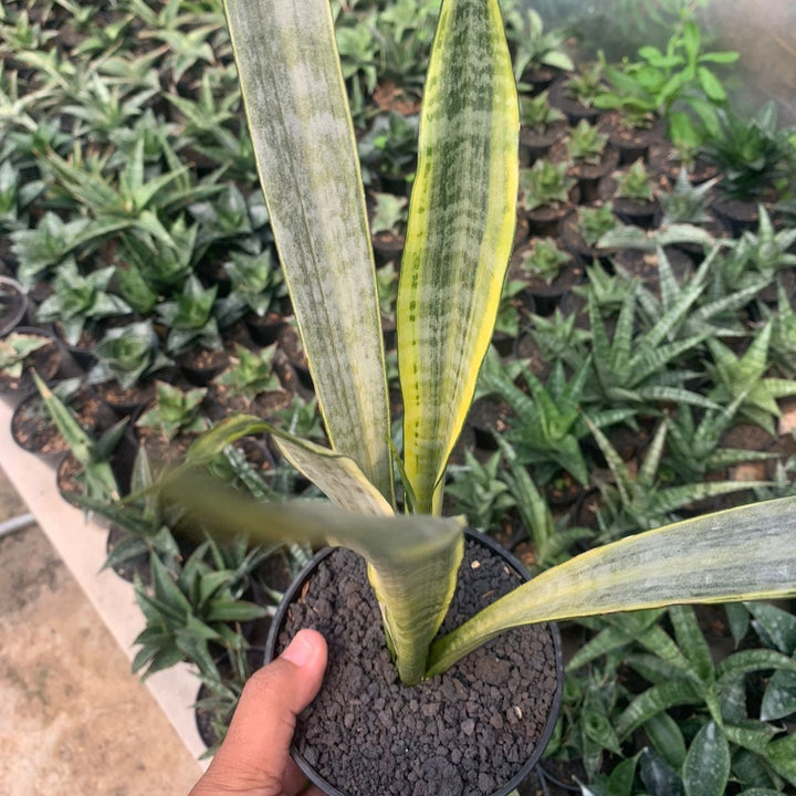 Sansevieria Golden Street