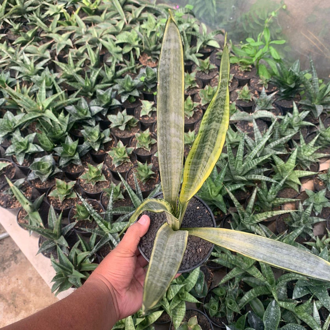 Sansevieria Golden Street