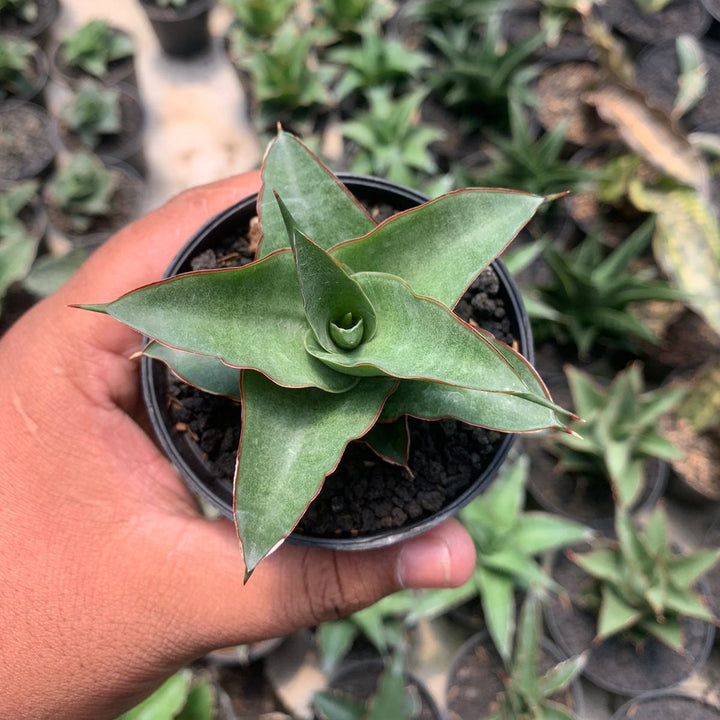 Sansevieria Agustus