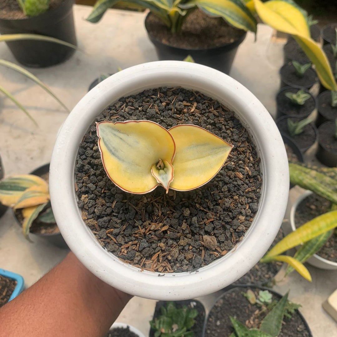 Sansevieria Dragon Compacta Aurea