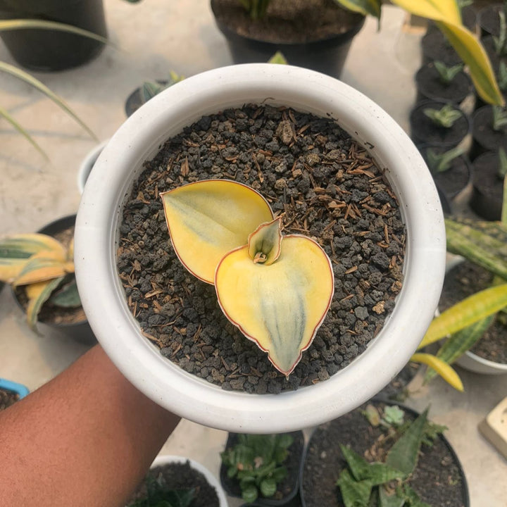 Sansevieria Dragon Compacta Aurea
