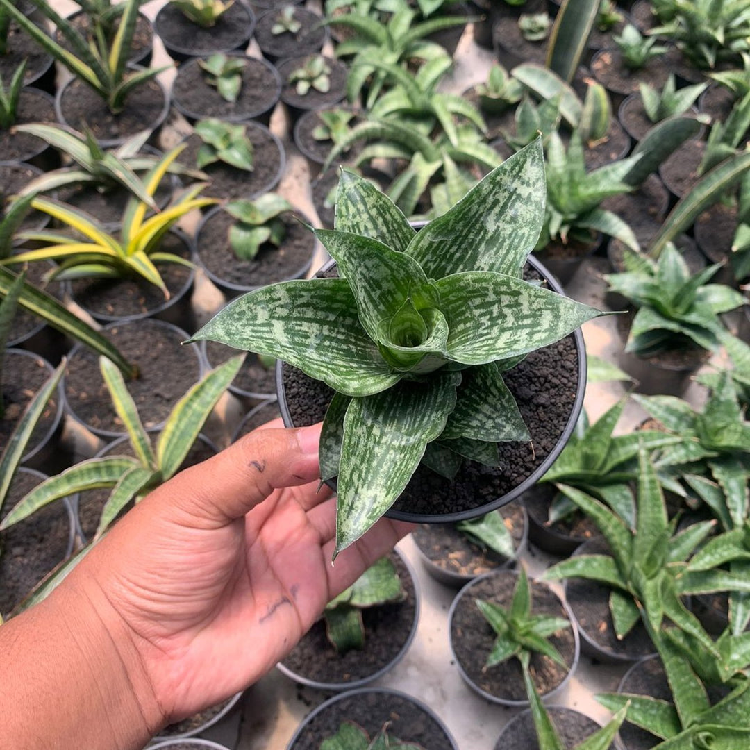 Sansevieria kahuripan
