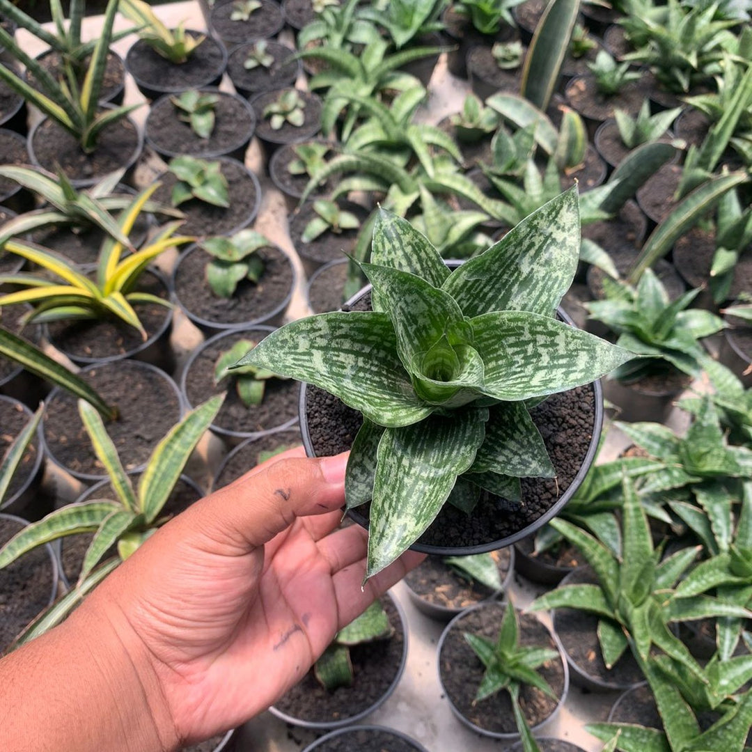 Sansevieria kahuripan