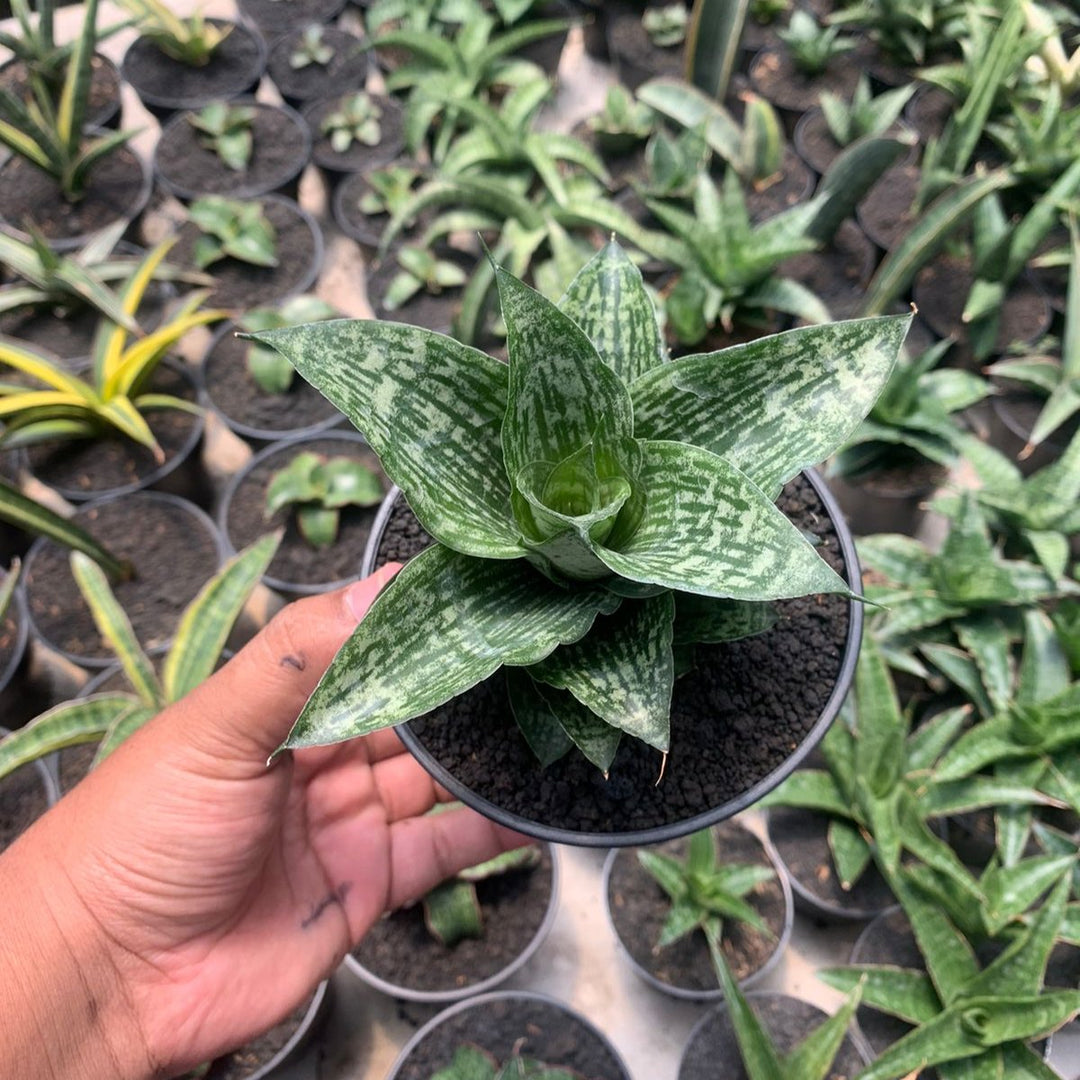 14. sansevieria trifasciata snake plant Sansevieria kahuripan – Succulentasia
