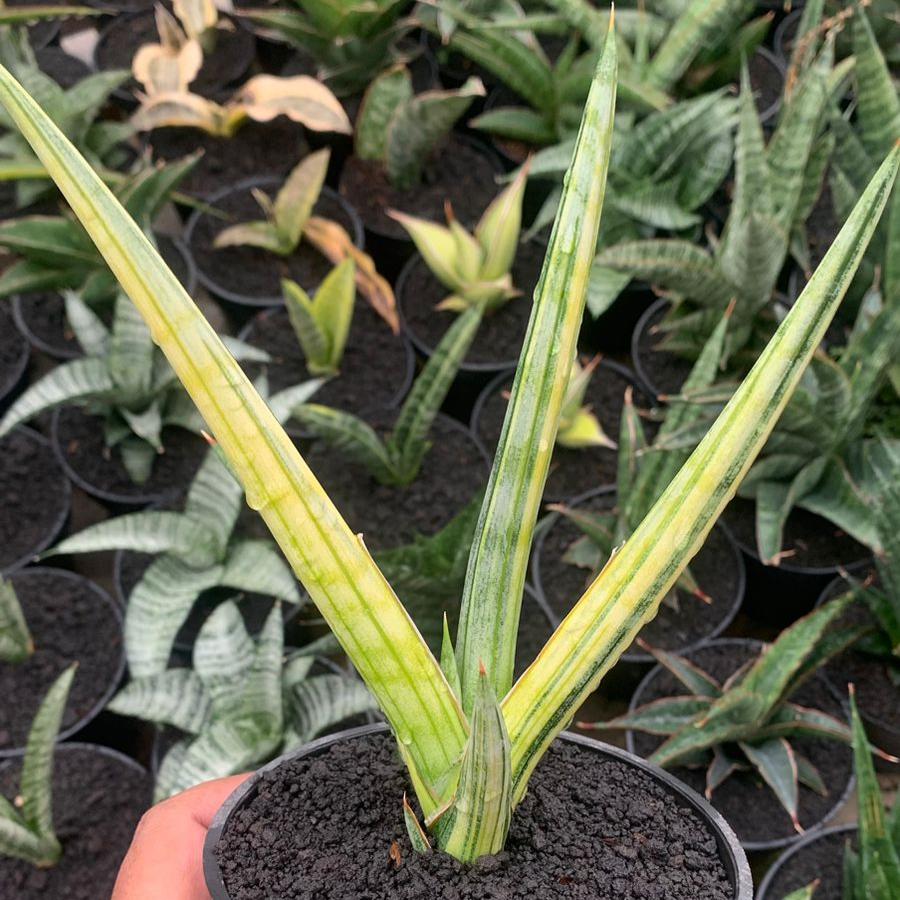 Sansevieria Frostispir Variegayed