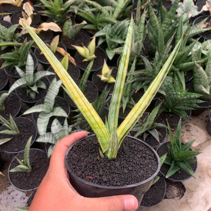 Sansevieria Frostispir Variegayed